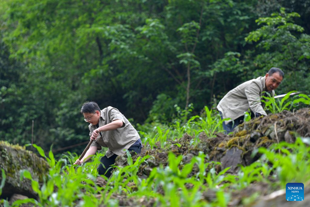 Pic story: young village cadre contributes to rural revitalization in SW China