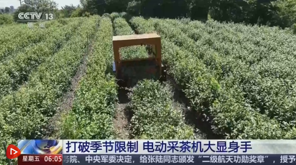 打破季节限制 电动采茶机大显身手