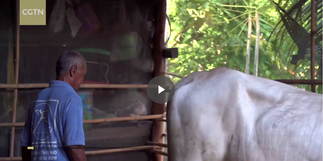 Going South | Raising a Cow, Reducing Poverty