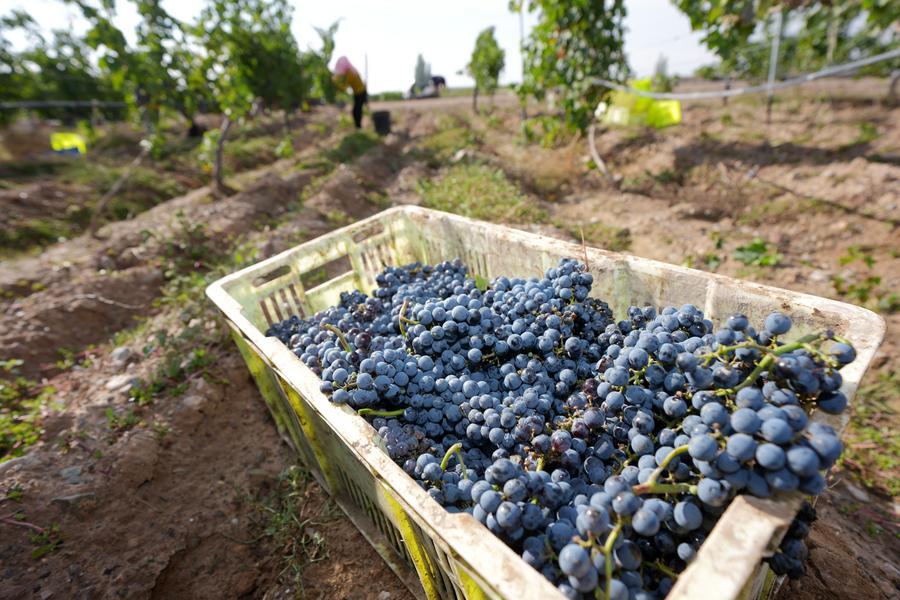 SHIELD behind China's safeguards against poverty relapse