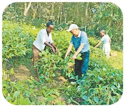 “让来自‘非洲屋脊’的茶香飘得更远”