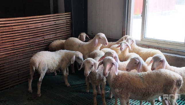 Sheep farming grows into robust driver of rural revitalization in Huzhou, E China's Zhejiang