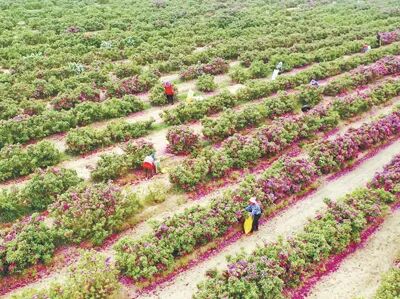 沙漠绽放“致富花”