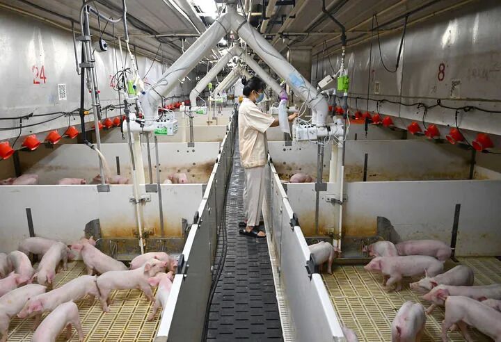 牧原股份智能化改造投入与人效提升分析报告