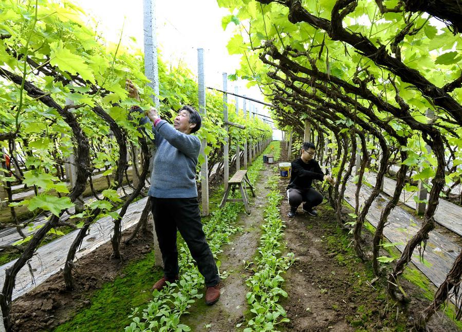 China details measures to further advance agricultural modernization, rural revitalization