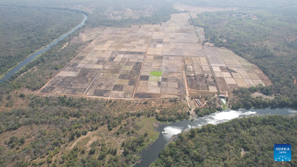 Feature: Chinese experts help Guinea-Bissau farmers harvest high-quality rice