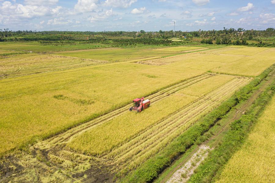 HainanOutlook | Rice harvest fuels agricultural brand, rural growth in S China's Hainan