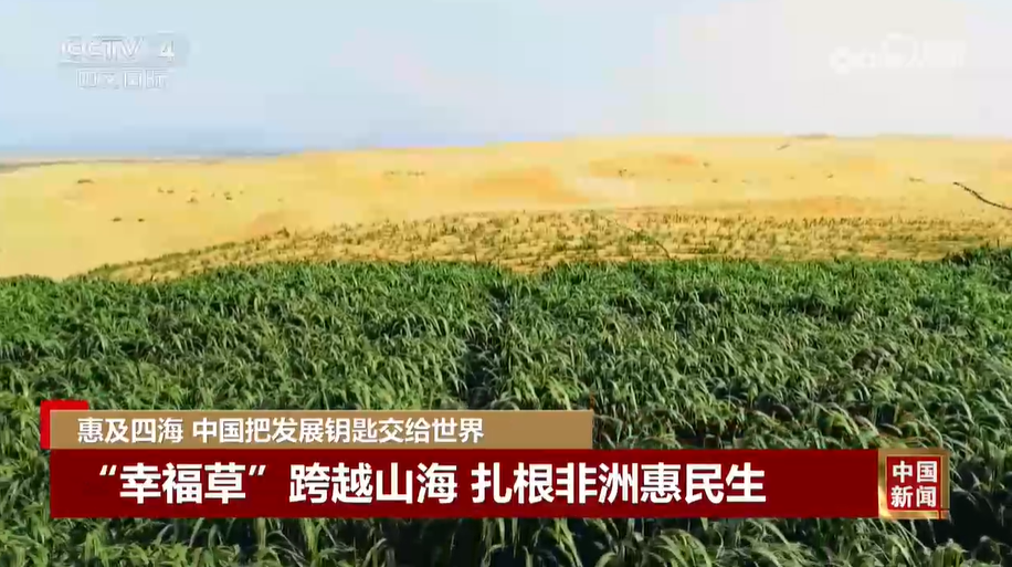 《中国新闻》 | “幸福草”跨越山海 扎根非洲惠民生