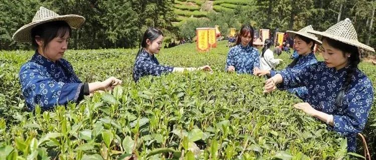 何以中国丨一茶兴百业