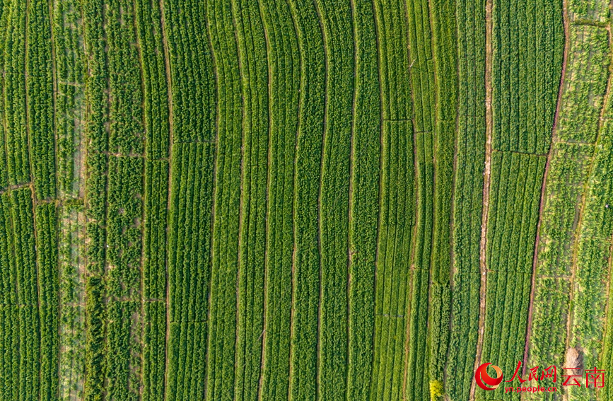 Gong Cai drives rural revitalization in county of SW China's Yunnan