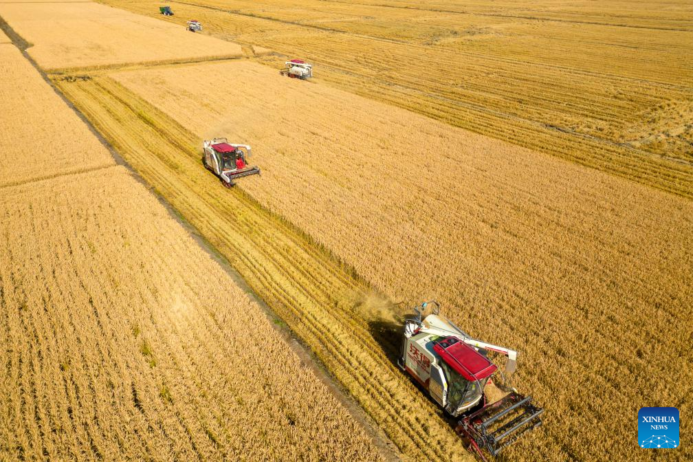 Autumn harvest in full swing in Heilongjiang, NE China