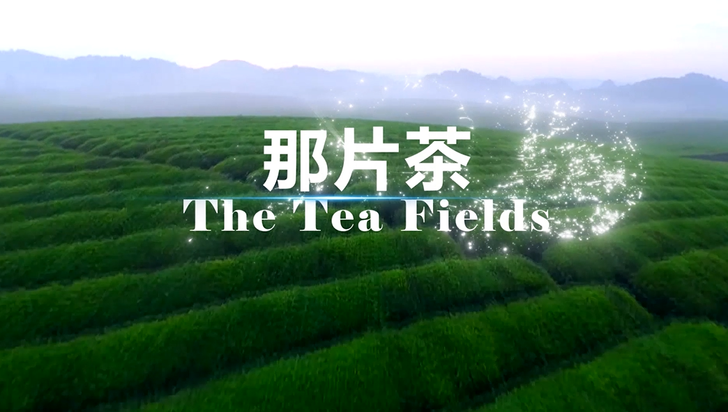 全国脱贫攻坚交流基地 | 那片茶