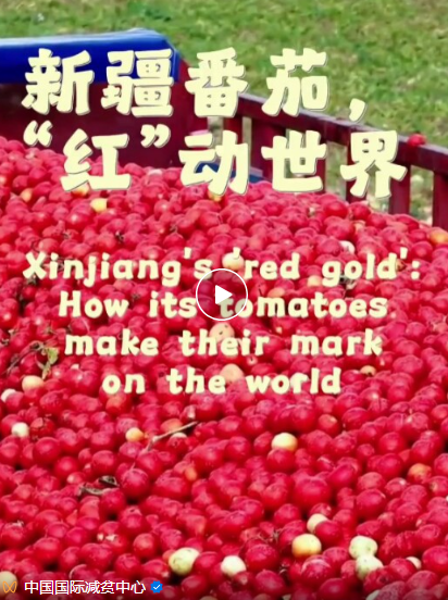 新疆番茄，“红”动世界